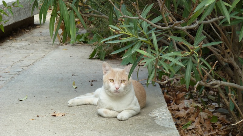 Athens cat 1.JPG